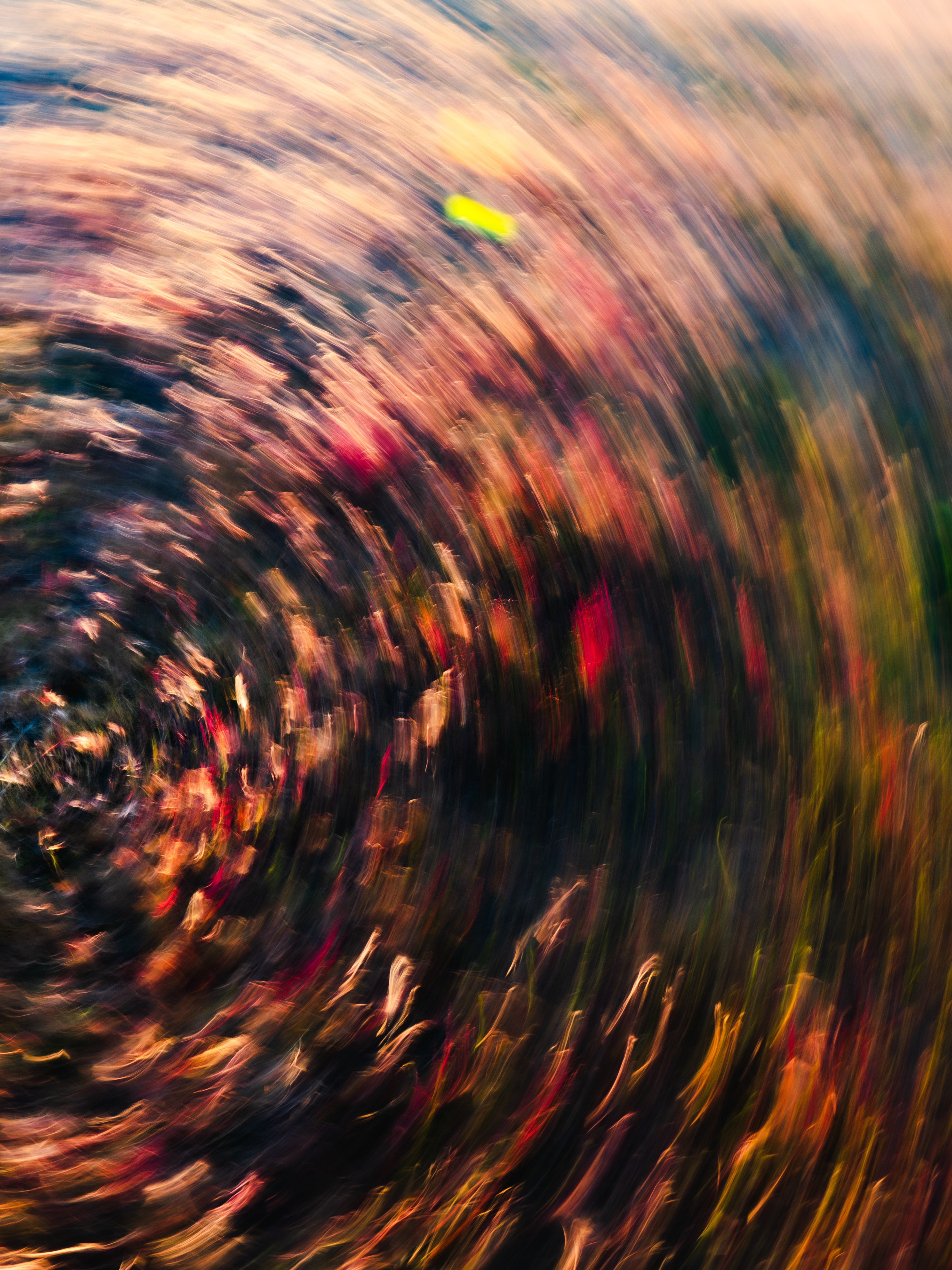Intense circular flower field