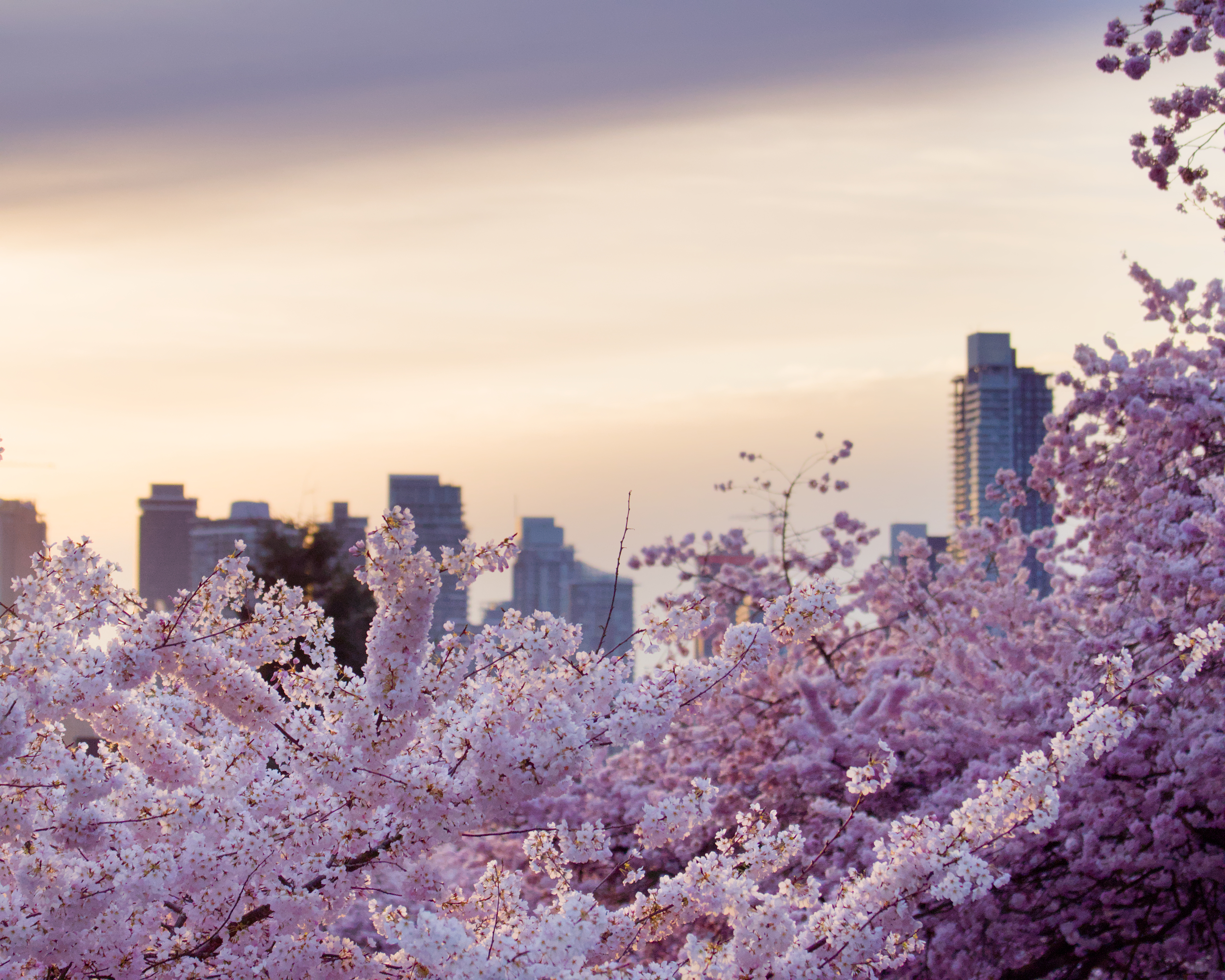 Cherry blossom sunrise