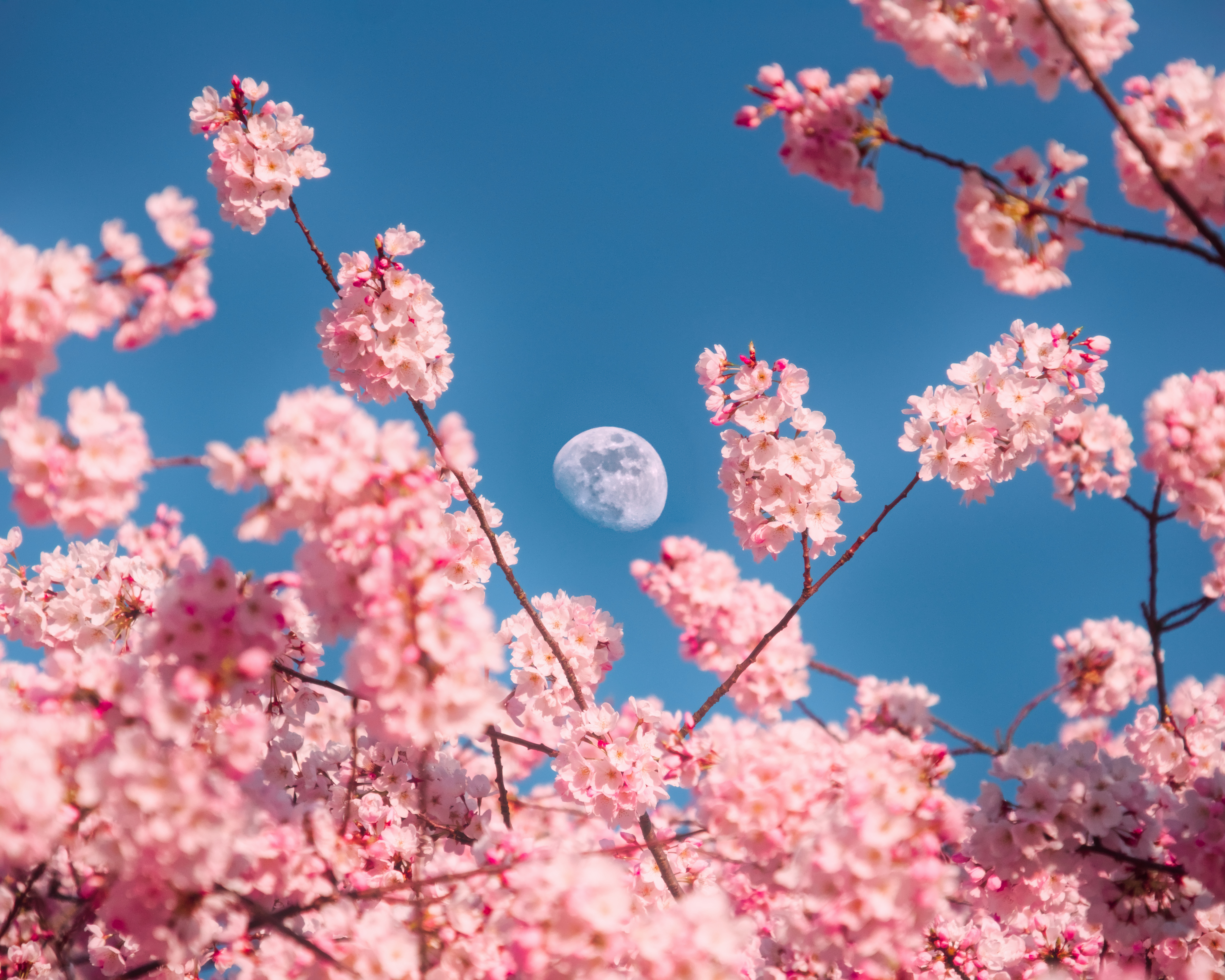 Moon and blossom