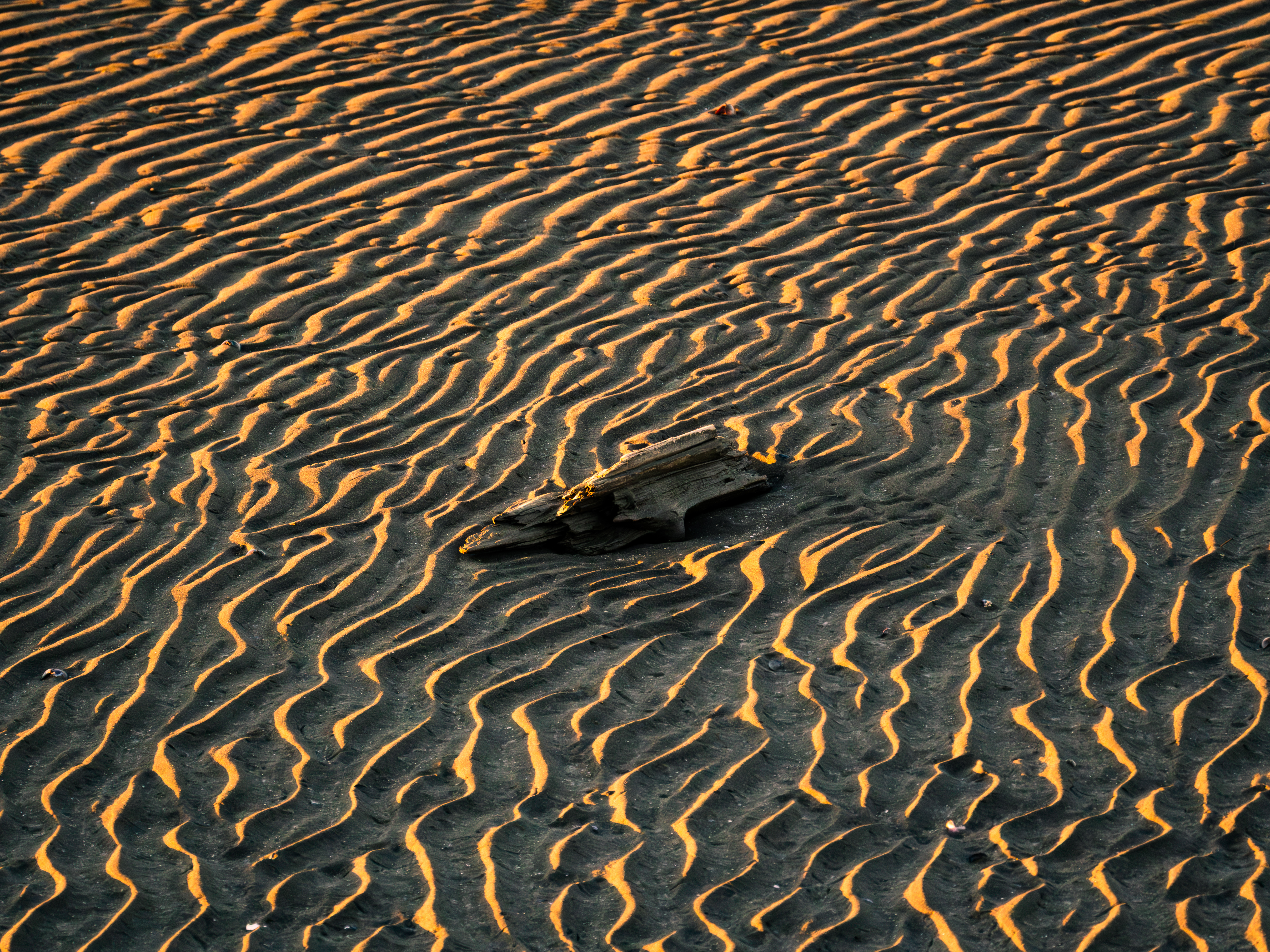 Sandy driftwood